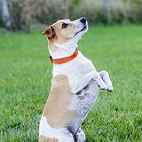 Joytale Reflective Dog Collar Nylon Neoprene Padded Orange Medium view 7