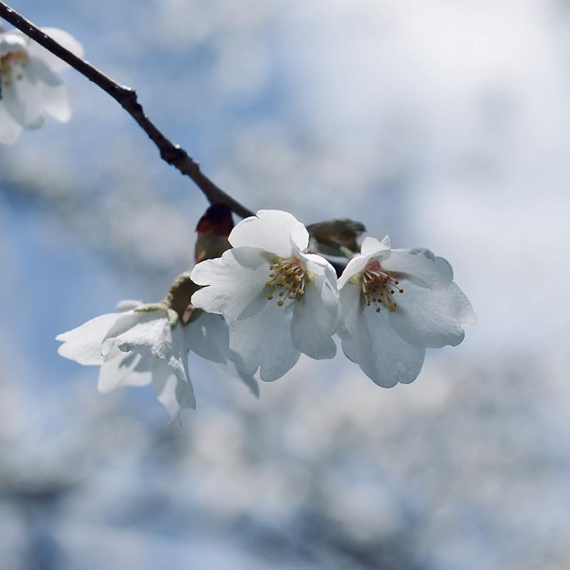 Amazon Com Winter Cherry Flower Essence Handmade