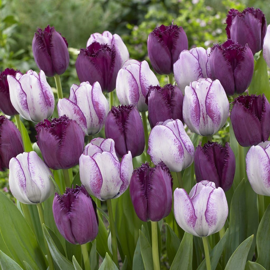 SILKSART Tulips Majestic Royal Blend Set of 15 Bulbs Tulip Bulbs for Planting Bulk Triumph Planting Spring Netherland Bulb Early bloom