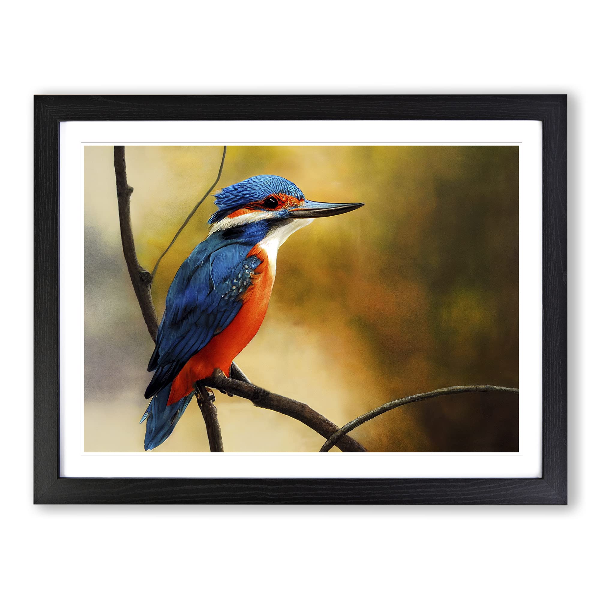 Supreme Kingfisher Bird Framed Print | A4 Black Framed Wall Art | Ready to Hang | Modern Nature Picture | Living Room Bedroom Lounge Office