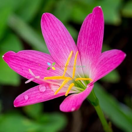 Floriculture Greens Imp. Rain lily / Zephyranthes Saffron Flower Bulbs For Home Gardening Planting (Dark Pink, Pack Of 5 Bulbs)