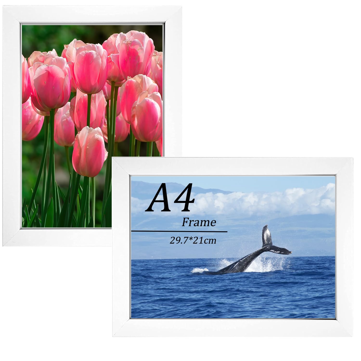 A4 Picture Frame Wooden Photo Frame Versatile White Frame with Safe Perspex Front & Wall Hanging Hooks Landscape or Portrait Orientation