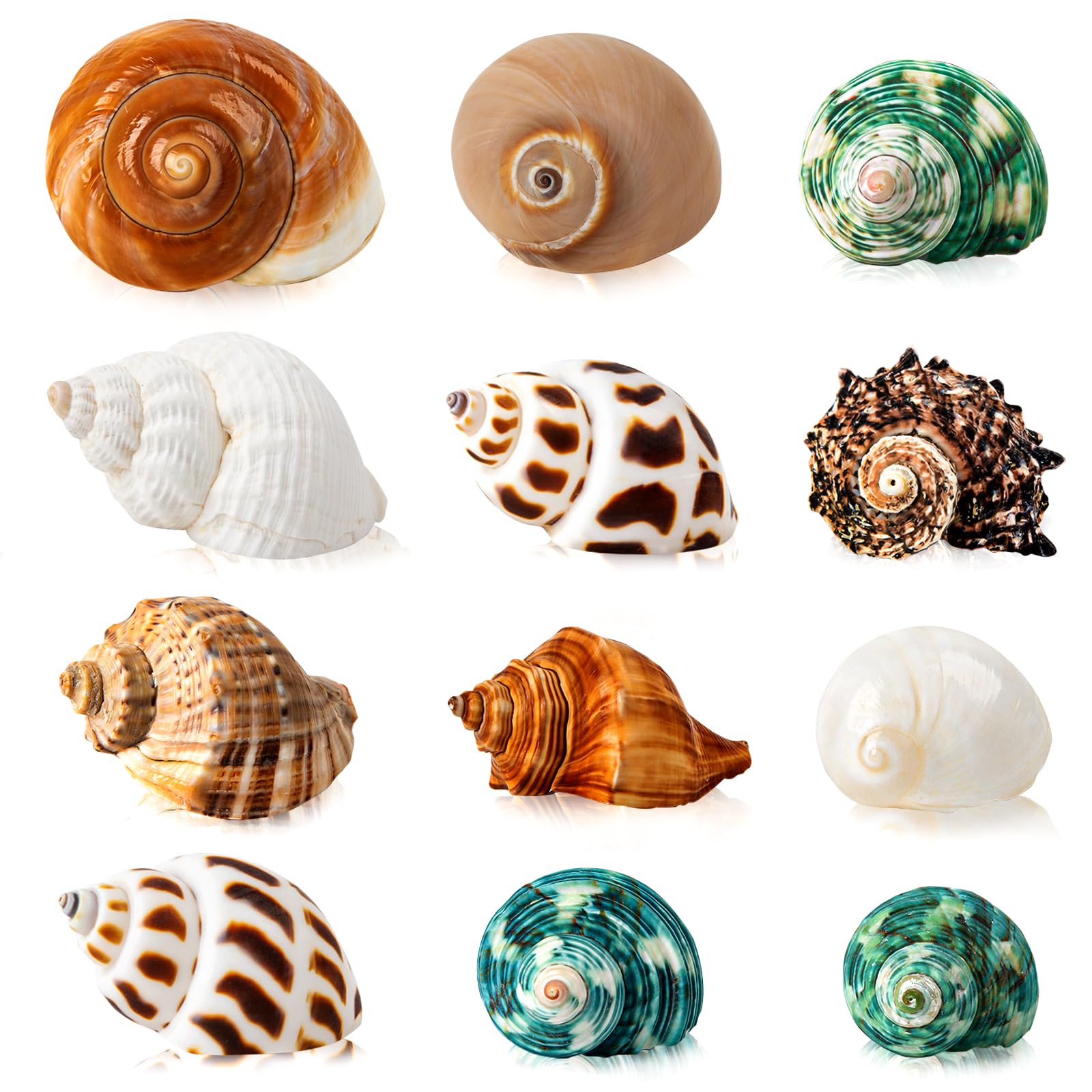 SKOOLOVE 12PCS Hermit Crab Shells, Natural Sea Conch Size 4-8cm, Growth Turbo for Small to Medium and Large Crabs, Saltwater Hermit Crab Supplies and Sea Shell for Beach Decor
