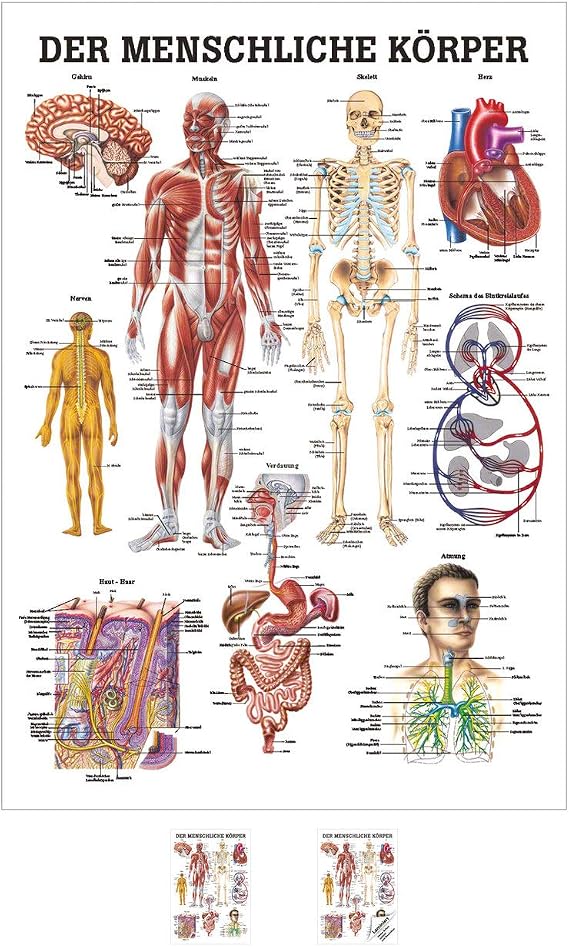 Sport-Tec Der menschliche Körper Mini-Poster Anatomie 34x24 cm ...