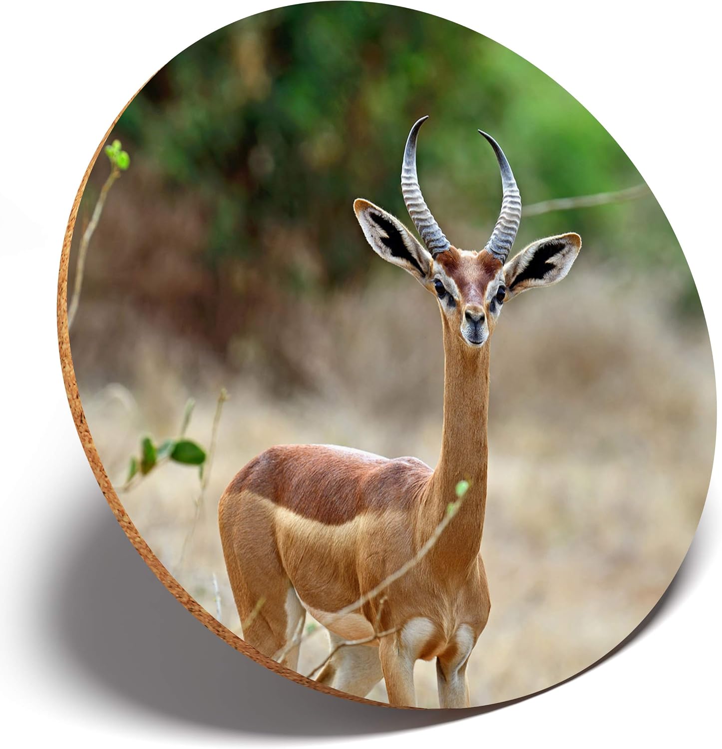 1 X Gerenuk Savannah Antelope Round Coaster Kitchen Student Kids 3297 Amazoncouk Kitchen Home 1 X Gerenuk Savannah Antelope Round Coaster Kitchen Student Kids 3297 Amazoncouk Kitchen Home