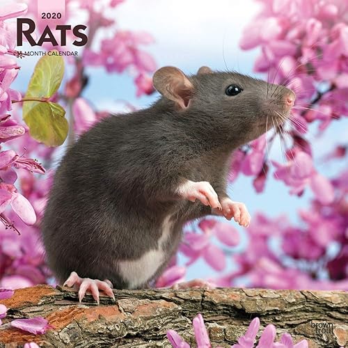 Download Rats 2020 Calendar PDF