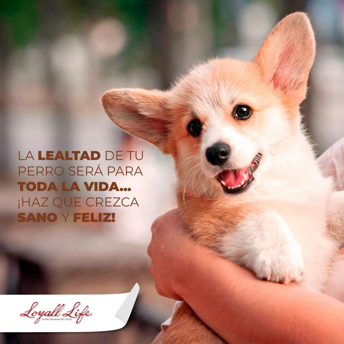 loyall life large breed puppy food