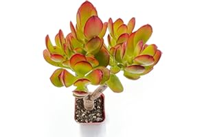 FLESHY FLORA 2" Live Succulent Plants Dwarf Jade, Mini Potted Succulents, Easy Care Indoor Houseplant, Unique Gifts, Home Office Décor