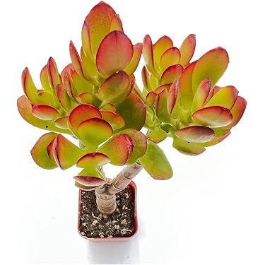 liquid fertilizer for indoor plants Organic Indoor Houseplant Plant Food
