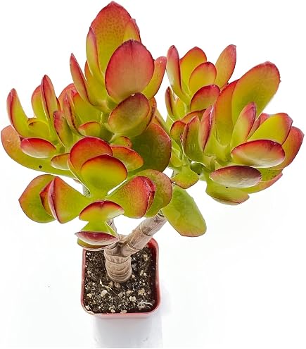 Amazon.com : Fat Plants San Diego Large Cactus Plant(s) (4