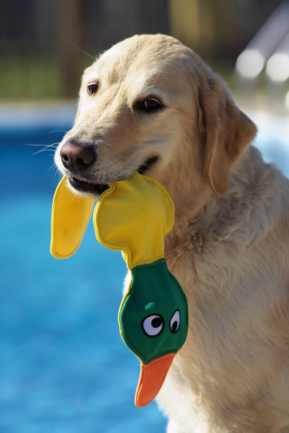 DOGGLES GET WET FLOATING DOG PET TOY ALL STYLES