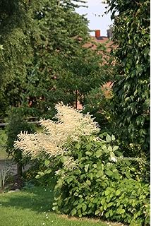 Pittosporum Tom Thumb Large 3 Litre Pot Free Uk Delivery