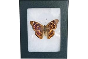 TRLRY Classic Riker Mount Frames for Insects, Butterflies, Beetles, Collectibles,Insect Display Case Butterfly Display Box, Insect Display,Riker Display Cases for Collecting Butterfly and Bug,Butterfly Box