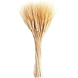 June Fox Dried Wheat Stalks, 100 Stems Wheat Sheaves for Decorating Wedding Table Home Kitchen (15.7 Inches)