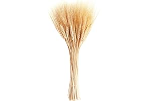 June Fox Dried Wheat Stalks, 100 Stems Wheat Sheaves for Decorating Wedding Table Home Kitchen (15.7 Inches)