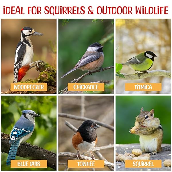 SNEAKY MANGO RAW OUT OF SHELL PEANUTS – 5 POUNDS – SHELLED PEANUTS FOR BIRDS – WILDLIFE QUALITY – FOOD FOR SQUIRRELS, DEER, BIRDS, AND OTHER WILDLIFE ANIMALS – GROWN IN THE USA