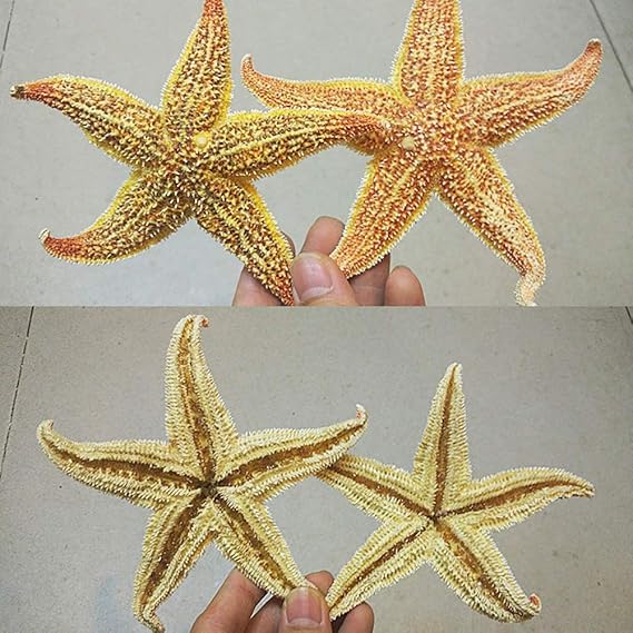 Lot De 2 Etoiles De Mer Sechees Naturelles Etoile De Mer Sechee Decoration De Fete De Mariage Ou De Maison Etoile De Mer Naturelle Cadeau 1 Couleur 2pcs Amazon Fr Cuisine Maison
