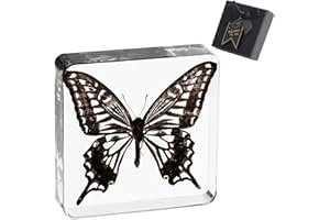 1st Heaven Taxidermy Butterfly, Real Butterfly Specimen in Resin - Butterfly Paperweight with Gift Box - Unique Home Office Decor, for Nature Lovers and Curious Minds