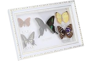 YANMIS Real Framed Butterfly, Butterfly Specimen Display With Black and White Frame Taxidermy Home Ornament Decor-5 Vivid and Unique Species Collection for Holiday and Birthday Craft Gift(White Frame)