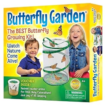 Buy Insect Lore Live Butterfly Garden Online At Low Prices In India Amazon In