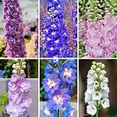 1999 pcs Delphinium Imperial Larkspur Seeds &ndash; Mixed Colors Tall Spikes Flower Seeds for Planting, Hardy Annual Cut Flowers for Garden Beds, Borders &amp; Cottage Gardens, Attracts Bees &amp; Butterflies