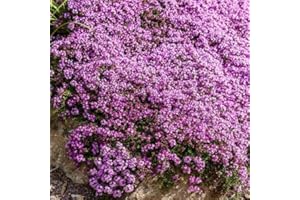 Eden Brothers Creeping Thyme Seeds, Non-GMO Seeds for Planting, Packet | Low-Maintenance Flower Seeds, Plant During Spring, Zones 4, 5, 6, 7, 8, 9