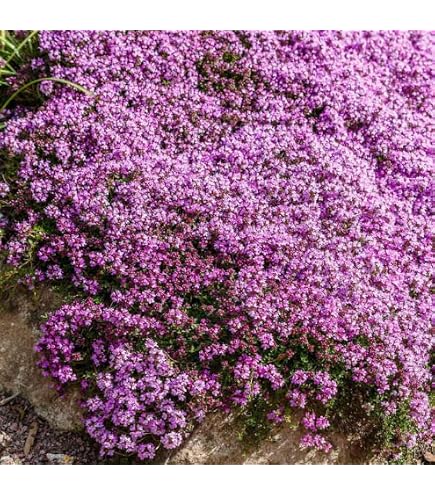 Buy Creeping 20,000+ Creeping - Violet Flower Ground Cover, Hardy ...