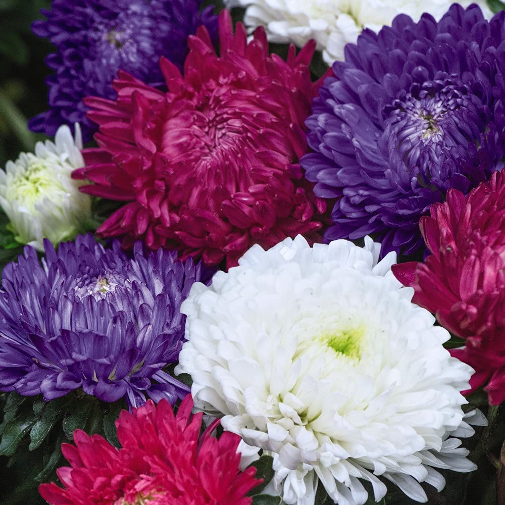Thompson & Morgan - Flowers - Aster Milady Mixed - 150 Seed