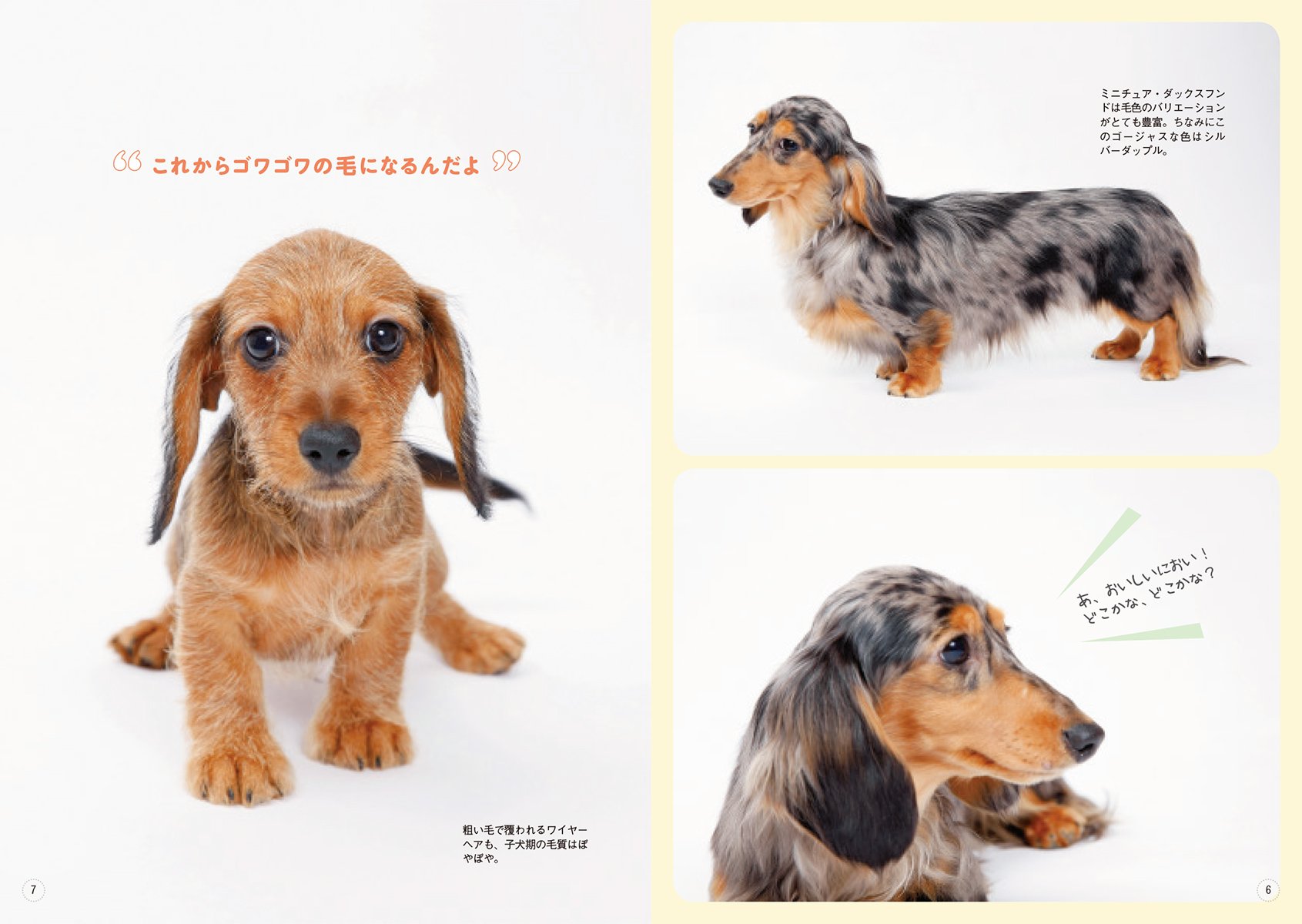 ミニチュア ダックスフンドと暮らす 決定版 愛犬の飼い方 育て方マニュアル 愛犬の友編集部 編 本 通販 Amazon ミニチュア ダックスフンドと暮らす 決定版 愛犬の飼い方 育て方マニュアル 愛犬の友編集部 編 本 通販 Amazon