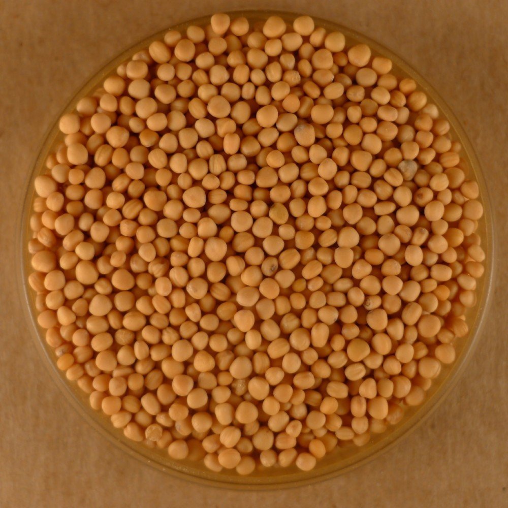 Mustard Seeds, Whole Yellow 25 lbs Bulk Mustard Spices
