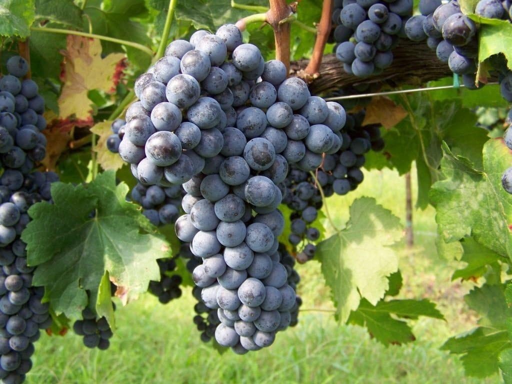 Uva Senza Semi Fa Male Barbatelle uva albero da frutto orto VITE SENZA SEMI 'APIRENE NERA' DA
