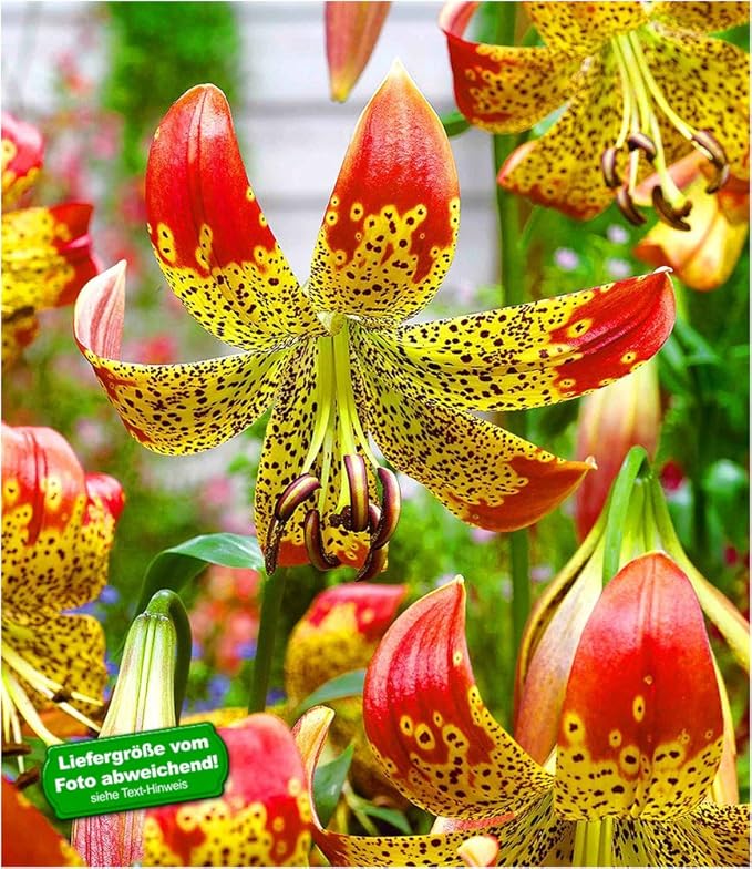 BALDUR-Garten Lilie'Fusion' 3 Knollen Lilium