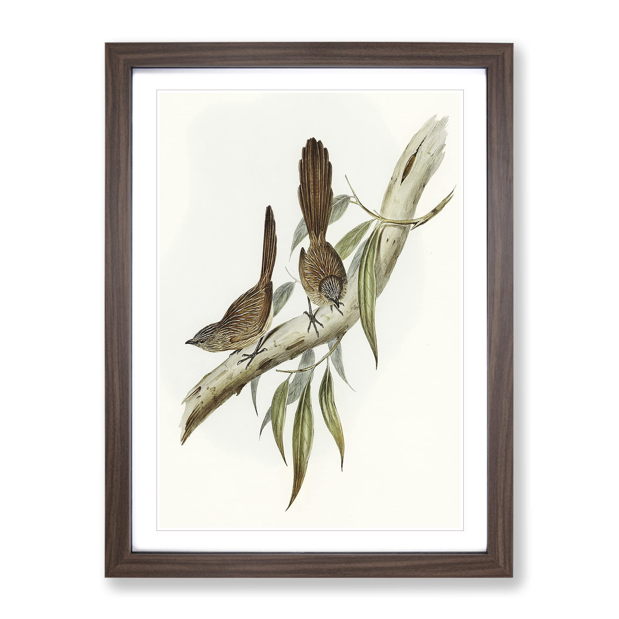 Large Tailed Wren Birds By Elizabeth Gould Vintage Framed Wall Art Print, Ready to Hang Picture for Living Room Bedroom Home Office Décor, Walnut A4 (34 x 25 cm)