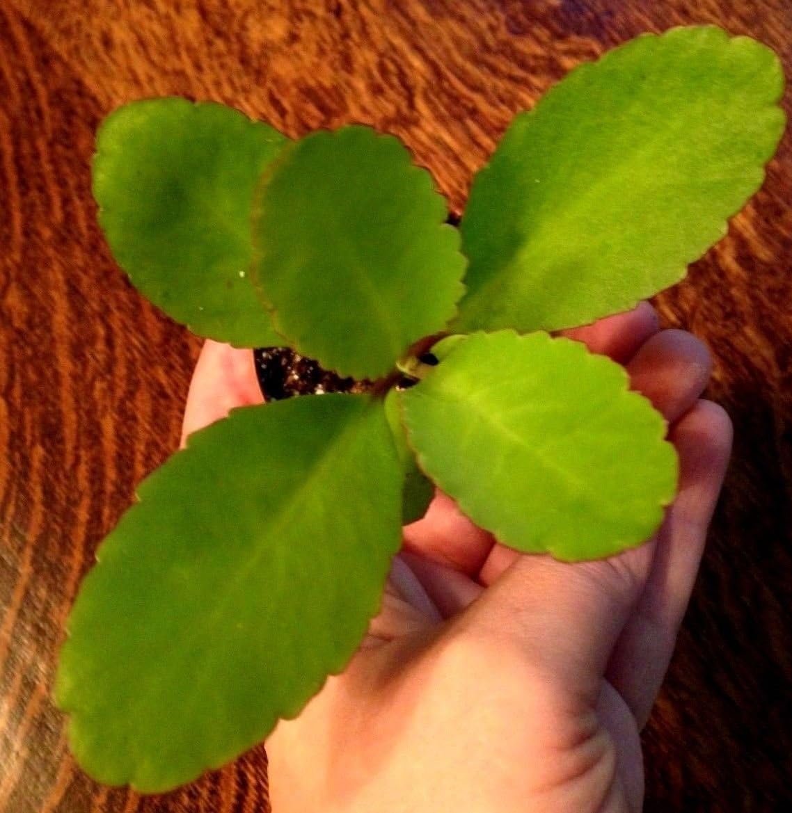 BRYOPHYLLUM PINNATUM - KALANCHOE PINNATA (MIRACLE LEAF) 2 1/4" POT, ESTABLISHED