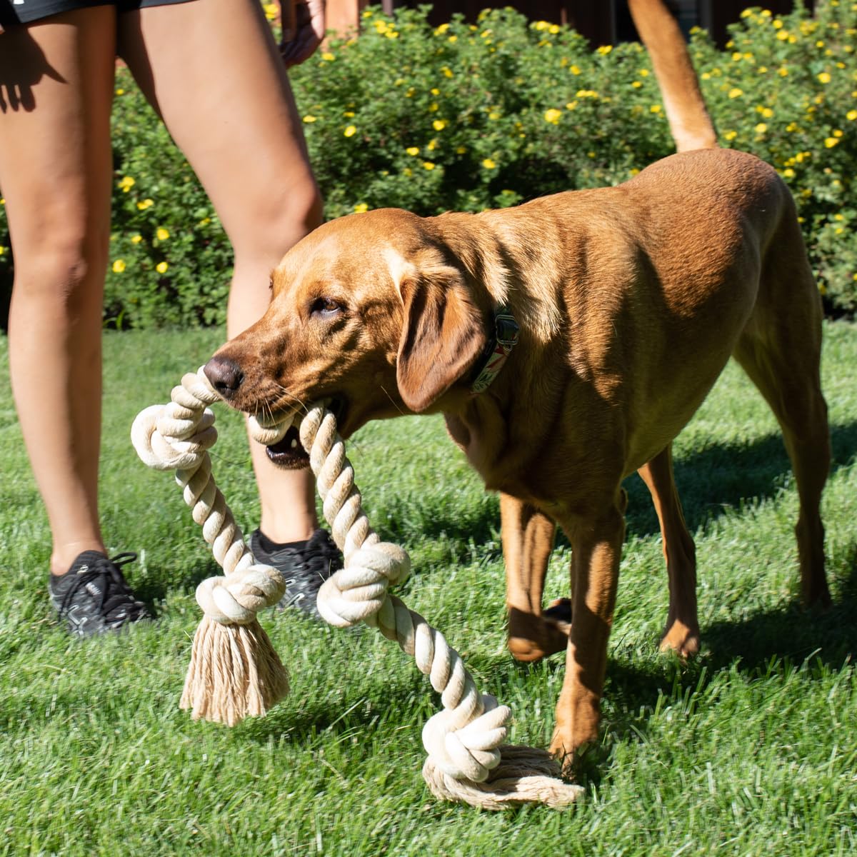Fida Hundespielzeug aus Seil für aggressive Kauer, interaktives, robustes Hundespielzeug für mittelgroße und große Hunde, robustes gedrehtes Seilspielzeug mit 5 Knoten 6