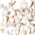 Super Z Outlet Sea Shells Mixed Beach Seashells - Various Sizes up to 2" Shells