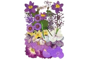 TIGGELL Natural Dried Flowers Mixed Multi-Color Pressed Flower Mini Rose Hydrangea Daisy for Art Craft DIY Resin Nail Art Floral Decors (Purple)