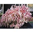 Amazon.com : 8 CUTTINGS Mouse Mini Rat Tail Cactus Rhipsalis RARE ...