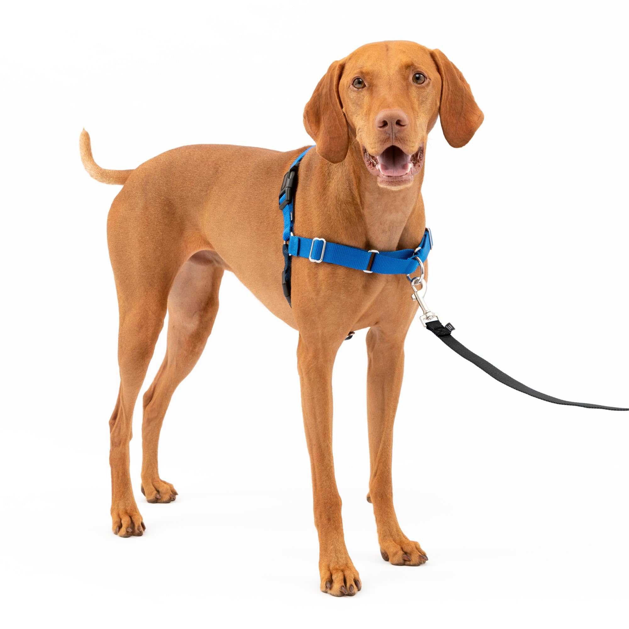 PetSafe Easy Walk dog harness.