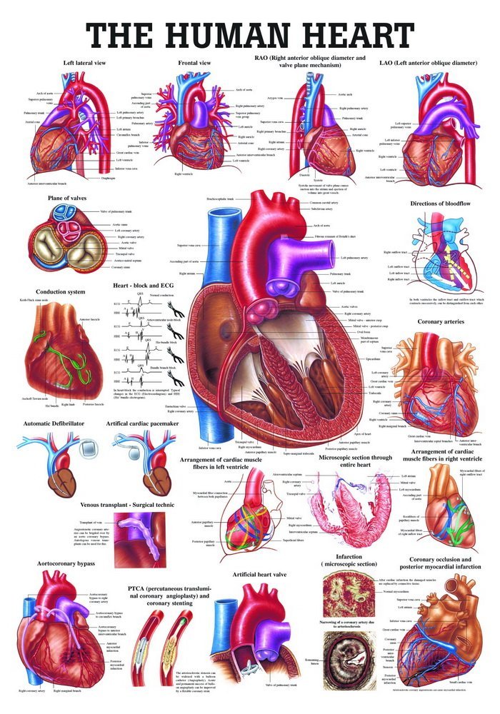 Ruediger Anatomie CH12 The Human Heart English Board, 70 cm x 100 cm, Paper