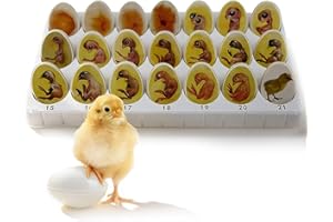 Chick Embryo Growth Model - Explore the Life Cycle and Hatching Development Process of Chickens with This Biological Teaching
