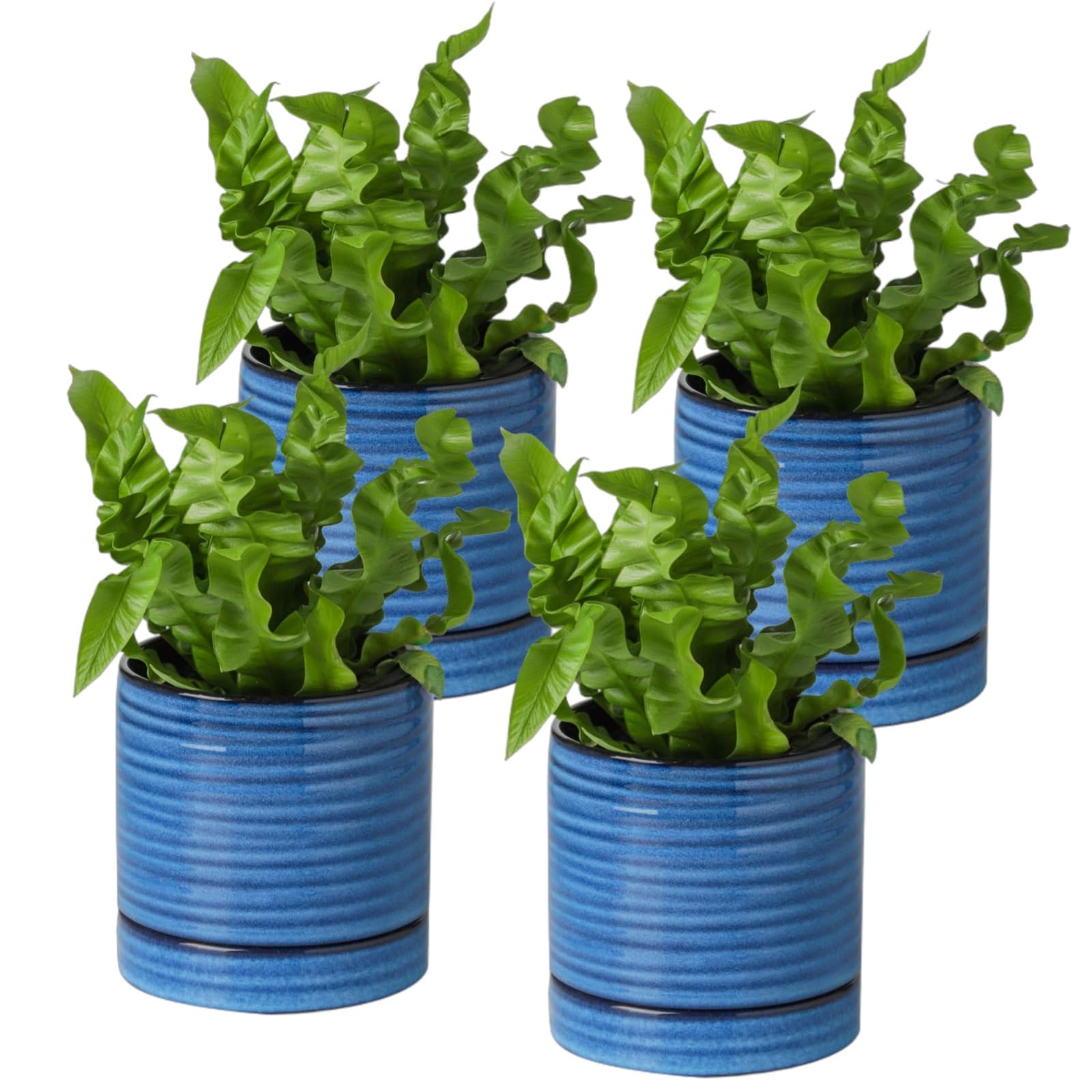 Photo 1 of (missing 2)
Hasense Small Plant Pots, 4.6 Inch Porcelain Planters with Drainage Holes and Tary, Mini Pots for Flower, Succulents, Cactus, Herbs, Modern Blue Decorative for Home Kitchen Office, Set of 4