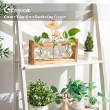 Glasseam Propagation Station 3 Pcs Glass Vase with Wooden Stand view 2