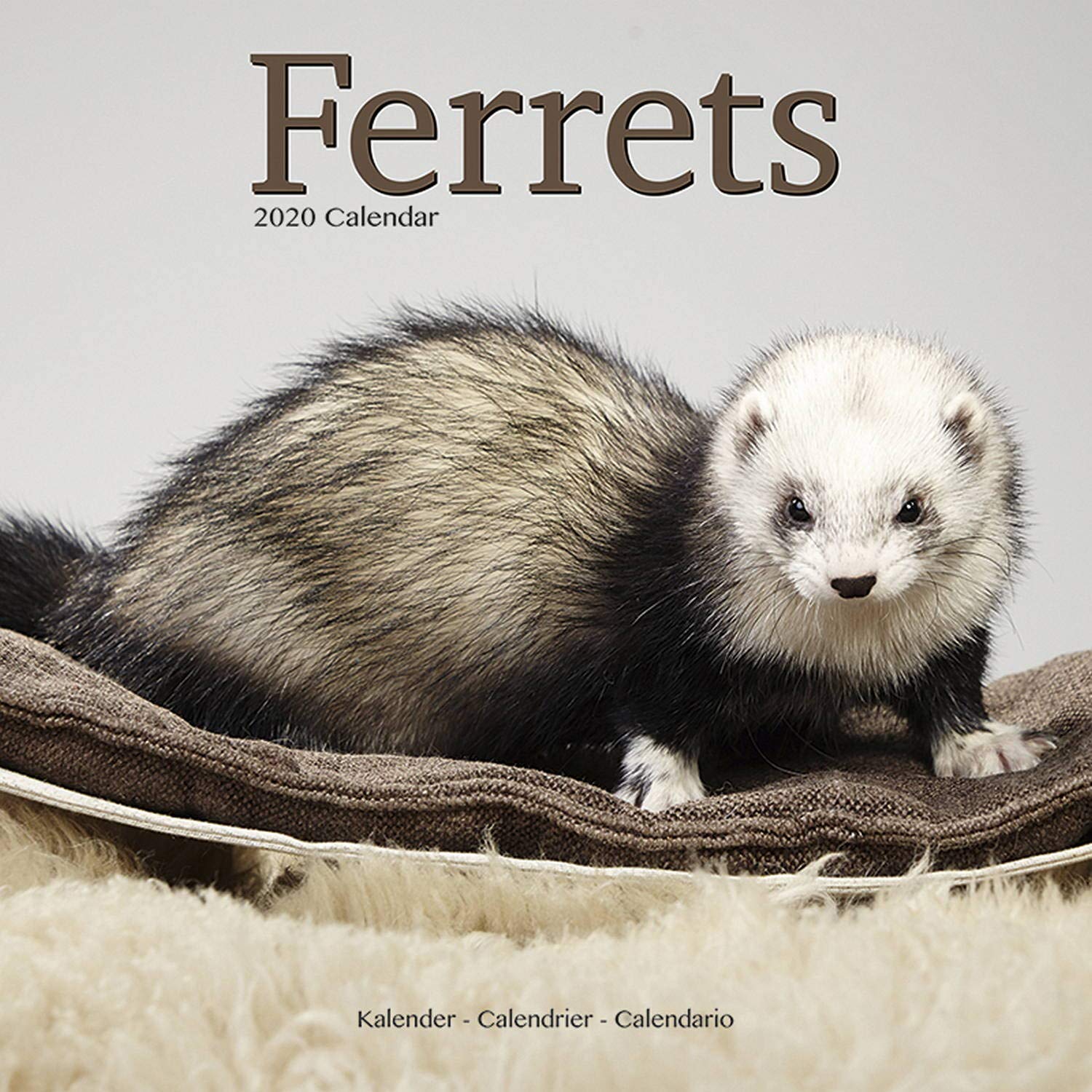 animals similar to ferrets