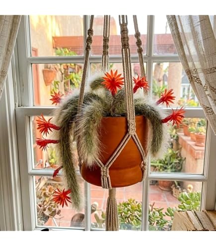 Amazon.com : Portal Cool Hildewintera Cleistocactus Colademononis