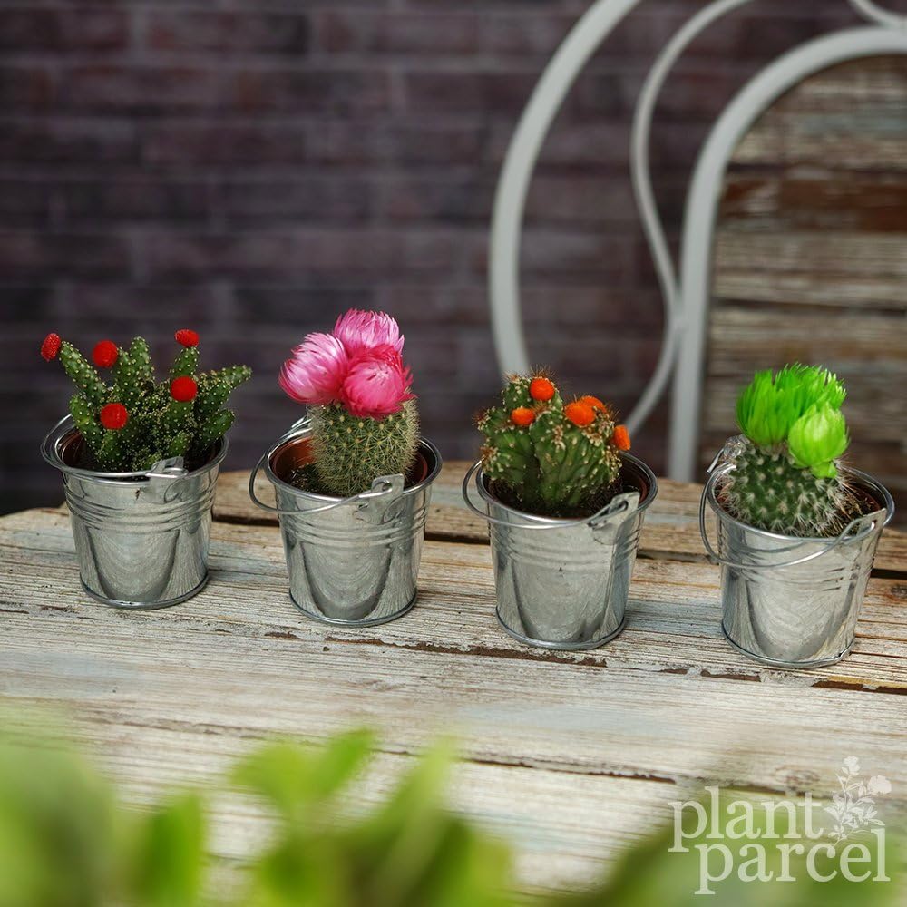 Mini Disco Cactus Mix - House / Office Live Indoor Pot Plant - Small Favour Gift