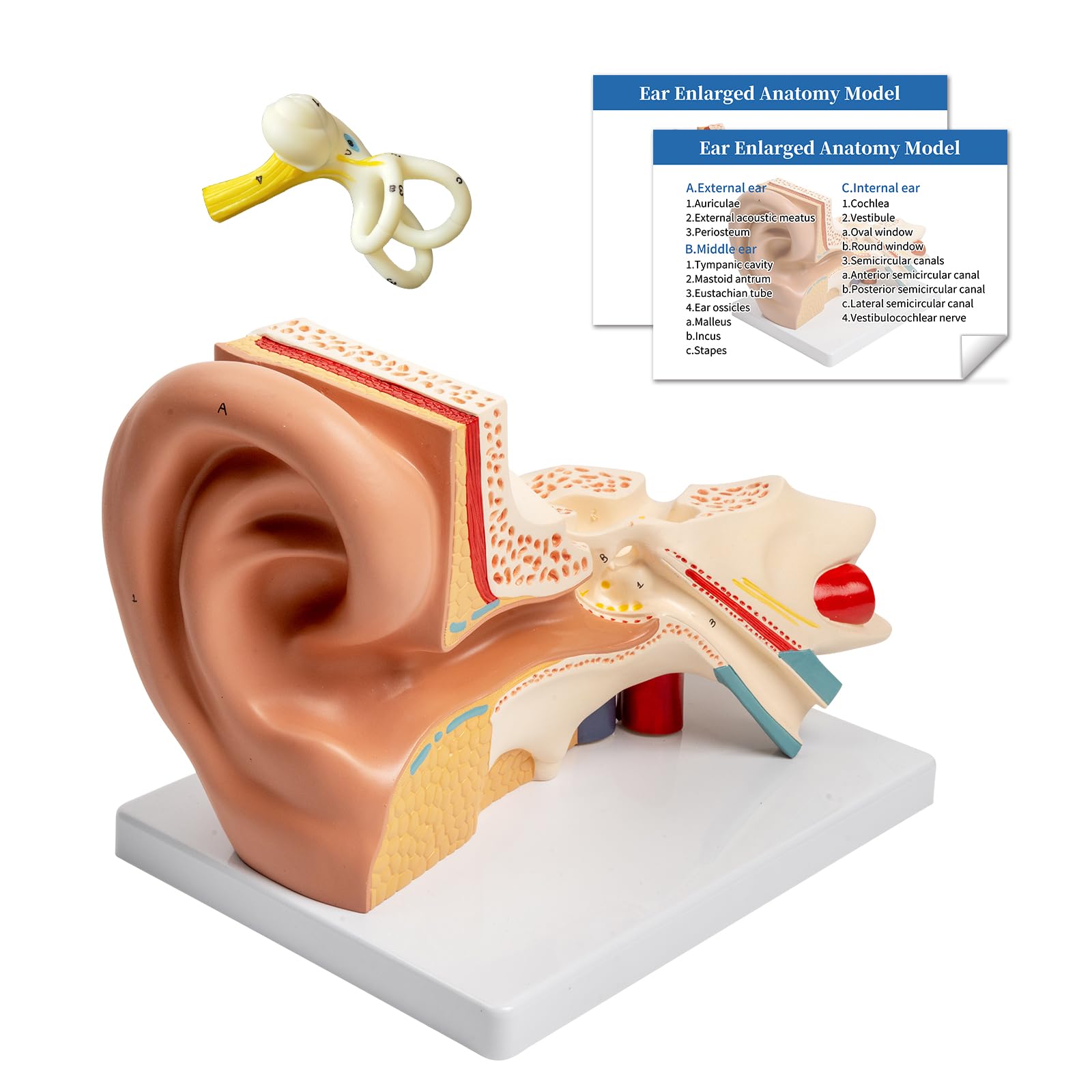 Photo 1 of SFXYJ Ear Model 3X Enlarged Human, 3 Parts Ear Anatomy Model Outer Middle Inner Ear Model Professional PVC for Science Classroom Medical Anatomy and Physiology Study Teaching