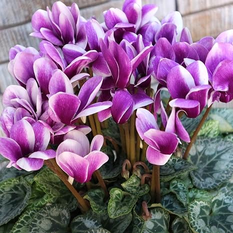 Amazon ブルーシクラメン 胡蝶 こちょう 5号底面給水鉢 開花株 品種で選べる鉢花 1個売り 千葉県大栄花園の高橋康弘氏が作出したブルーシクラメンシリーズ 胡蝶 こちょう はまるで蝶が踊っているような愛らしい咲き姿で 空間を華やかにしてくれます 育て方