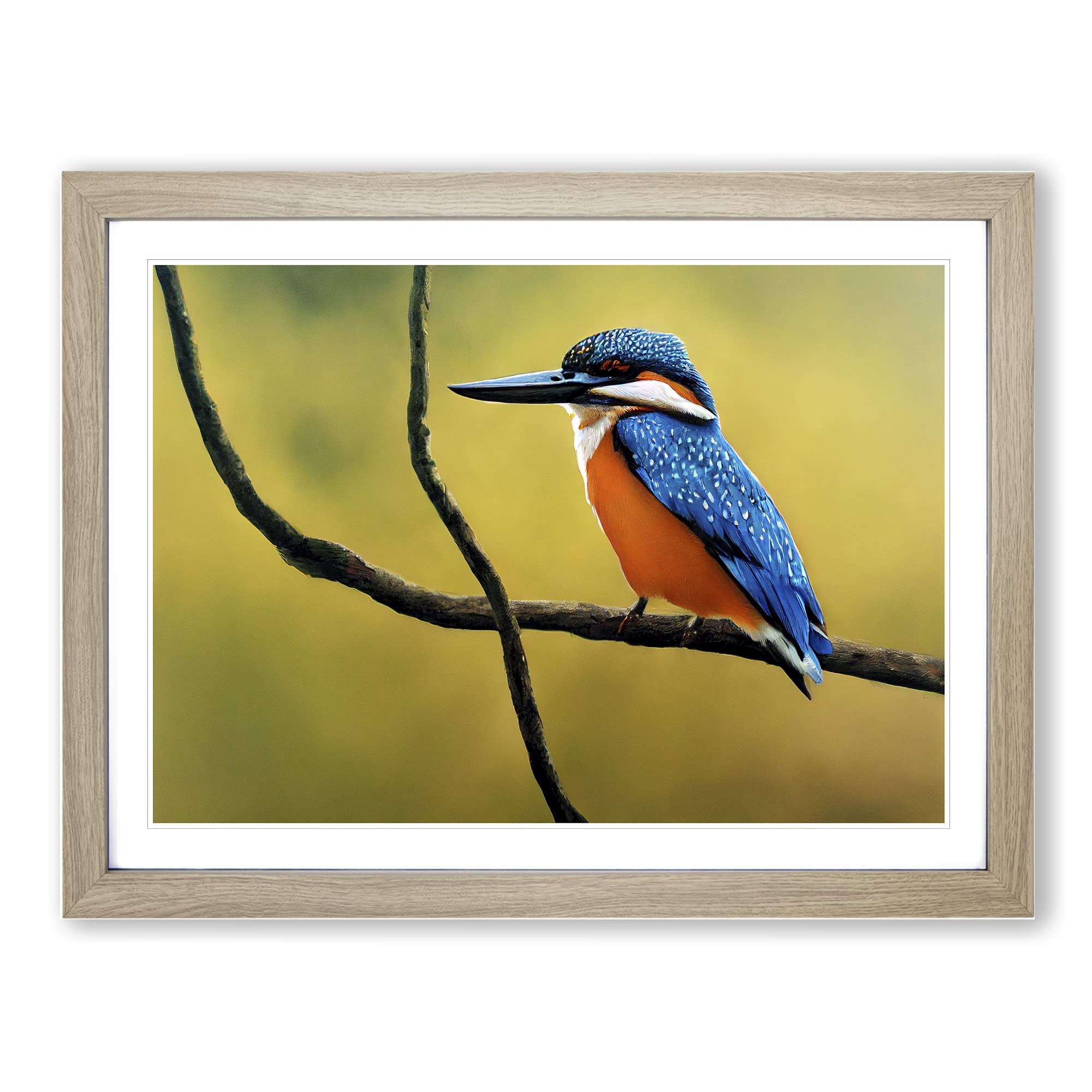 Euphoric Kingfisher Bird Framed Print | A4 Oak Framed Wall Art | Ready to Hang | Modern Nature Picture | Living Room Bedroom Lounge Office