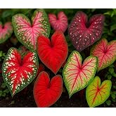 Caladium Bulbs for Planting - Mixed Colors, Growers Choice - Long Blooming Blend (12 Bulbs)